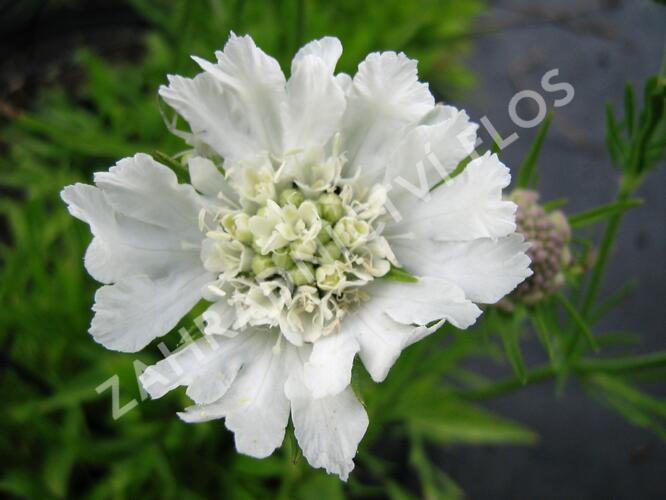 Hlaváč 'Perfecta Alba' - Scabiosa caucasica 'Perfecta Alba'