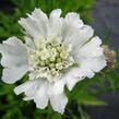 Hlaváč 'Perfecta Alba' - Scabiosa caucasica 'Perfecta Alba'