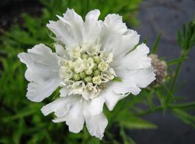 Hlaváč 'Perfecta Alba' - Scabiosa caucasica 'Perfecta Alba'