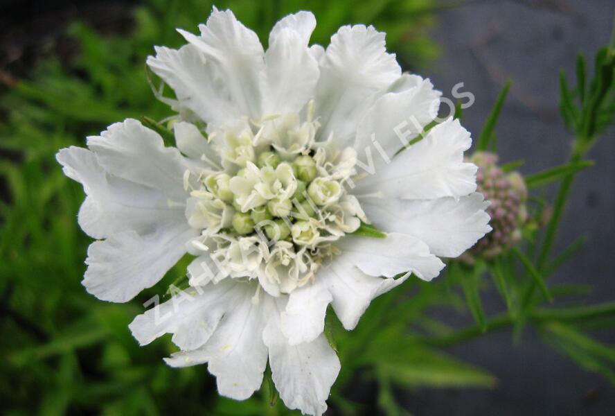 Hlaváč 'Perfecta Alba' - Scabiosa caucasica 'Perfecta Alba'