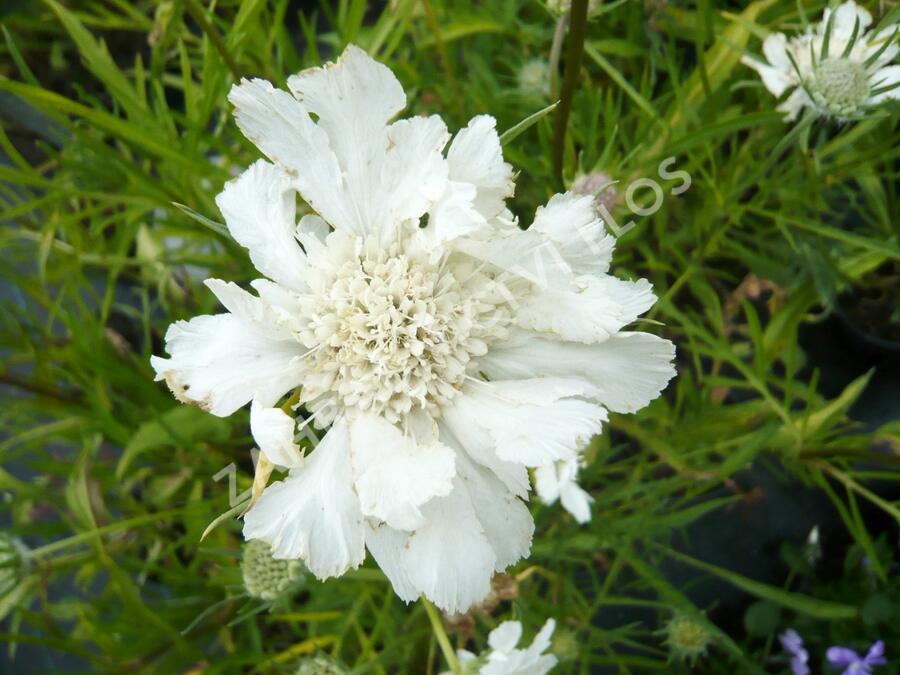 Hlaváč 'Perfecta Alba' - Scabiosa caucasica 'Perfecta Alba'