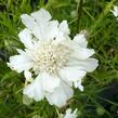 Hlaváč 'Perfecta Alba' - Scabiosa caucasica 'Perfecta Alba'