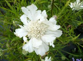 Hlaváč 'Perfecta Alba' - Scabiosa caucasica 'Perfecta Alba'