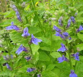 Lobelka 'Blaue Auslese' - Lobelia siphilitica 'Blaue Auslese'