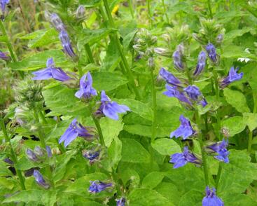 Lobelka 'Blaue Auslese'