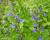 Lobelka 'Blaue Auslese'