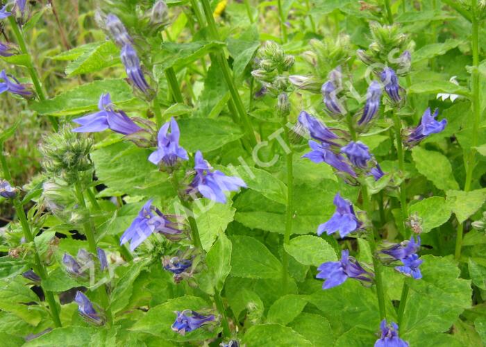 Lobelka 'Blaue Auslese' - Lobelia siphilitica 'Blaue Auslese'
