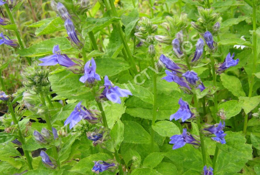 Lobelka 'Blaue Auslese' - Lobelia siphilitica 'Blaue Auslese'