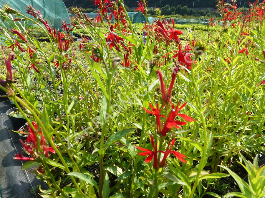 Lobelka šarlatová - Lobelia cardinalis