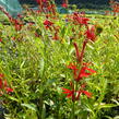 Lobelka šarlatová - Lobelia cardinalis