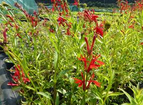 Lobelka šarlatová - Lobelia cardinalis