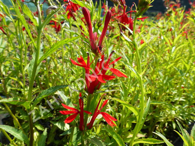 Lobelka šarlatová - Lobelia cardinalis