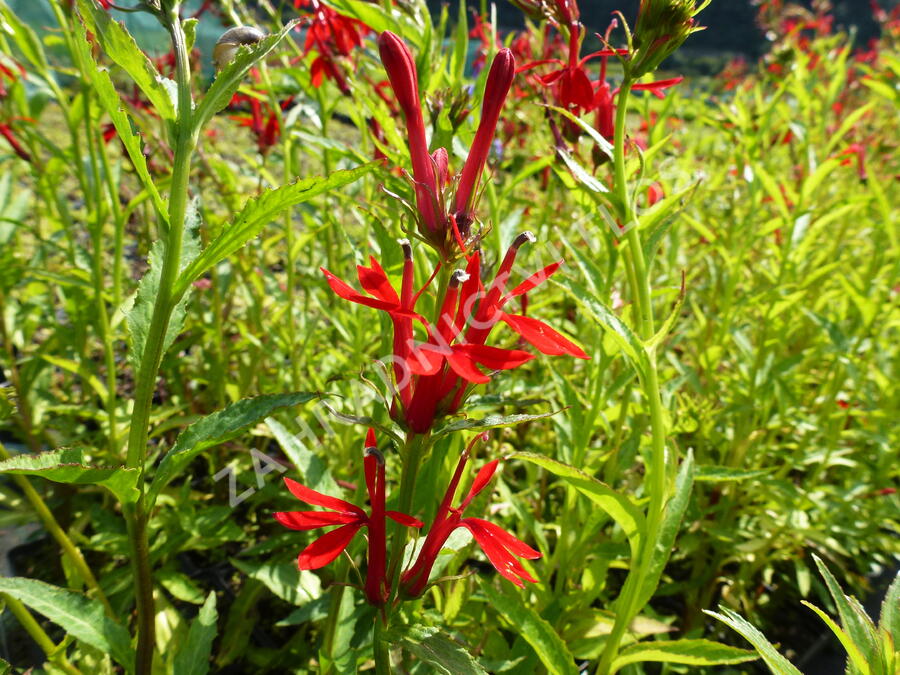 Lobelka šarlatová - Lobelia cardinalis