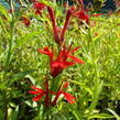 Lobelka šarlatová - Lobelia cardinalis