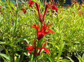 Lobelka šarlatová - Lobelia cardinalis