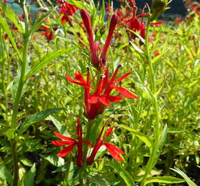 Lobelka šarlatová - Lobelia cardinalis