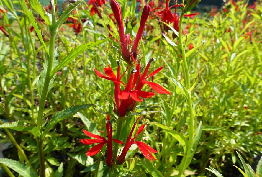 Lobelka šarlatová - Lobelia cardinalis