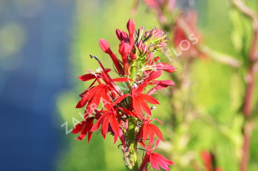Lobelka šarlatová - Lobelia cardinalis