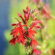 Lobelka šarlatová - Lobelia cardinalis