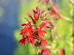 Lobelka šarlatová - Lobelia cardinalis