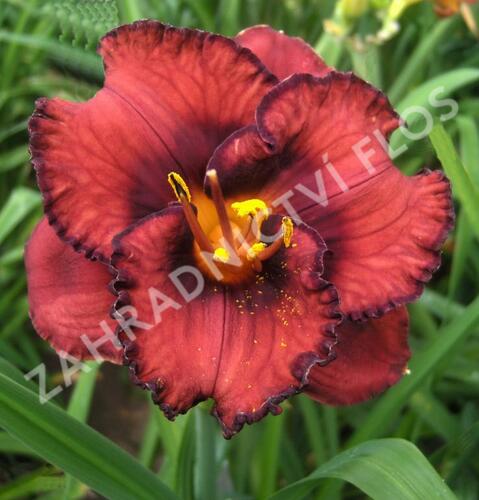 Denivka 'Berrylicious' - Hemerocallis 'Berrylicious'