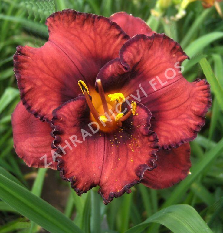 Denivka 'Berrylicious' - Hemerocallis 'Berrylicious'