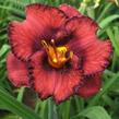 Denivka 'Berrylicious' - Hemerocallis 'Berrylicious'