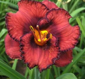 Denivka 'Berrylicious' - Hemerocallis 'Berrylicious'