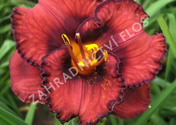 Denivka 'Berrylicious' - Hemerocallis 'Berrylicious'
