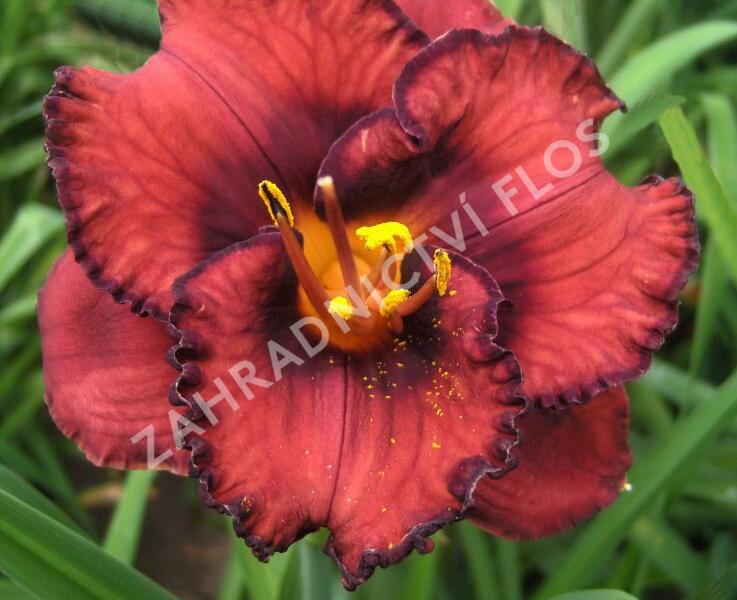 Denivka 'Berrylicious' - Hemerocallis 'Berrylicious'