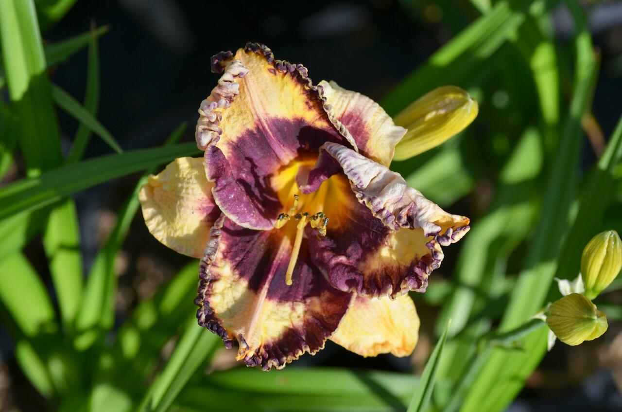 Denivka 'Awesome Blossom' Hemerocallis 'Awesome Blossom