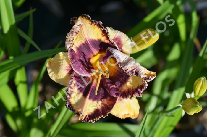 Denivka 'Awesome Blossom' - Hemerocallis 'Awesome Blossom'