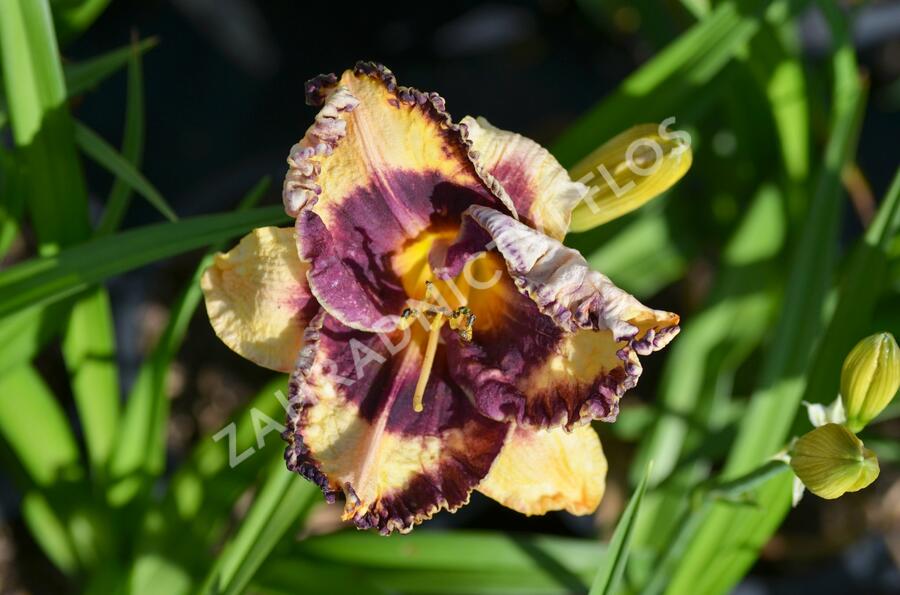 Denivka 'Awesome Blossom' - Hemerocallis 'Awesome Blossom'