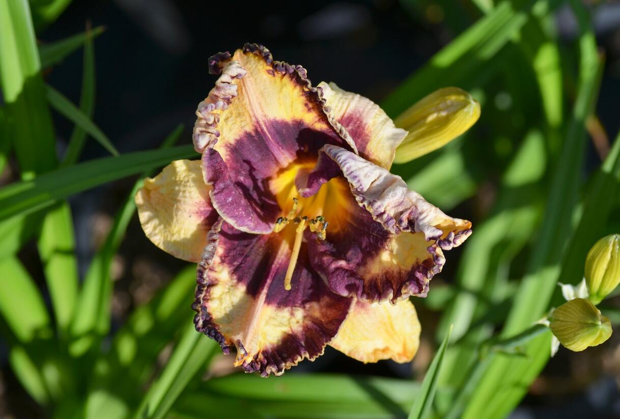 Denivka 'Awesome Blossom' - Hemerocallis 'Awesome Blossom'