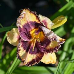 Denivka 'Awesome Blossom' - Hemerocallis 'Awesome Blossom'