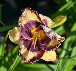 Denivka 'Awesome Blossom' - Hemerocallis 'Awesome Blossom'