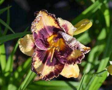 Denivka 'Awesome Blossom'