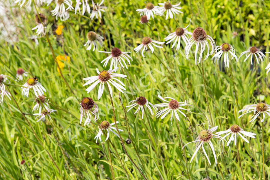 Třapatkovka bledá 'Hula Dancer' - Echinacea pallida 'Hula Dancer'