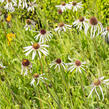 Třapatkovka bledá 'Hula Dancer' - Echinacea pallida 'Hula Dancer'