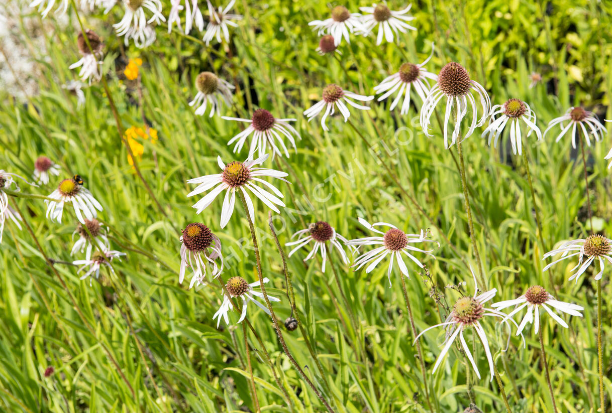Třapatkovka bledá 'Hula Dancer' - Echinacea pallida 'Hula Dancer'