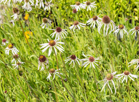 Třapatkovka bledá 'Hula Dancer' - Echinacea pallida 'Hula Dancer'