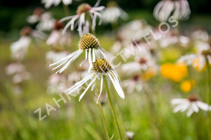 Třapatkovka bledá 'Hula Dancer' - Echinacea pallida 'Hula Dancer'