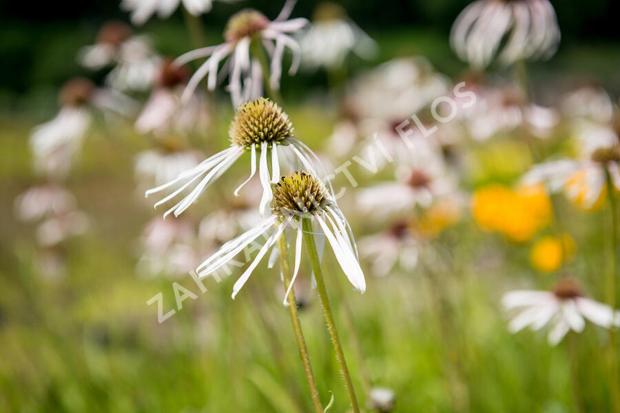 Třapatkovka bledá 'Hula Dancer' - Echinacea pallida 'Hula Dancer'