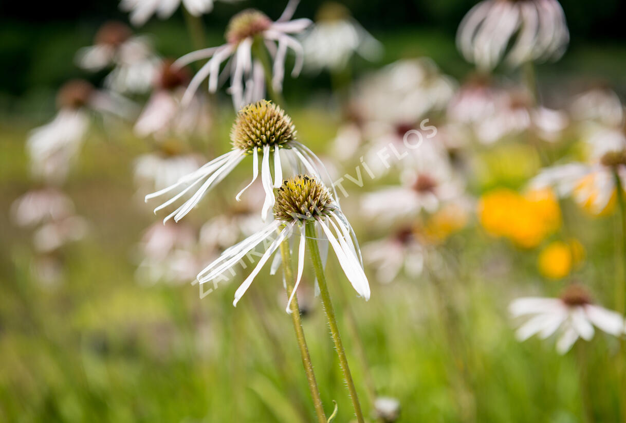 Třapatkovka bledá 'Hula Dancer' - Echinacea pallida 'Hula Dancer'