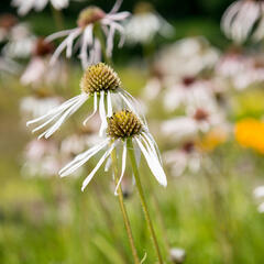 Třapatkovka bledá 'Hula Dancer' - Echinacea pallida 'Hula Dancer'