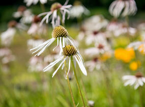 Třapatkovka bledá 'Hula Dancer' - Echinacea pallida 'Hula Dancer'