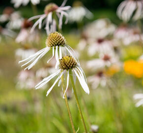 Třapatkovka bledá 'Hula Dancer' - Echinacea pallida 'Hula Dancer'