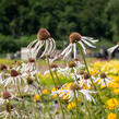 Třapatkovka bledá 'Hula Dancer' - Echinacea pallida 'Hula Dancer'