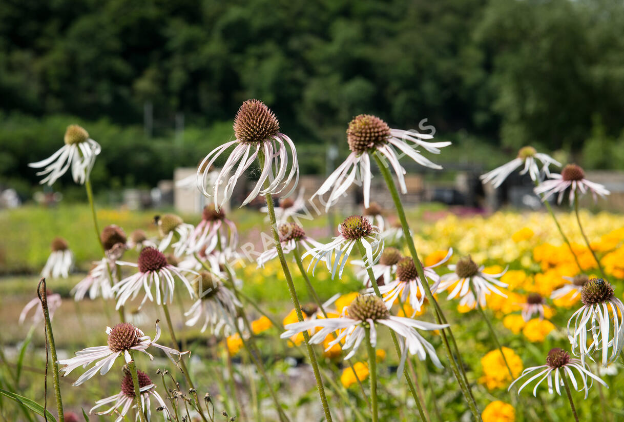 Třapatkovka bledá 'Hula Dancer' - Echinacea pallida 'Hula Dancer'