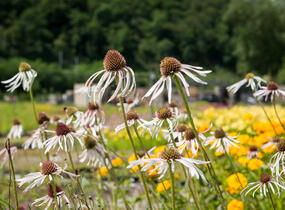 Třapatkovka bledá 'Hula Dancer' - Echinacea pallida 'Hula Dancer'